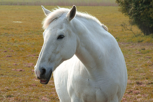 Photo Credit: David Martyn Hunt; Creative Commons