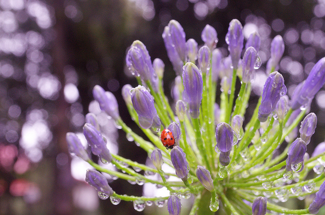 Photo Credit; Priyambada Nath; Creative Commons