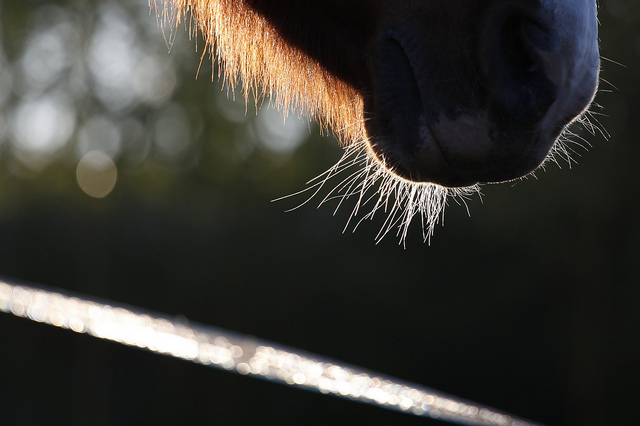 Photo Credit: Jenny Downing; Creative COmmons